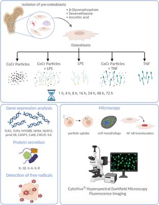 Influence of metallic particles and TNF on the transcriptional regulation of NLRP3 inflammasome-associated genes in human osteoblasts